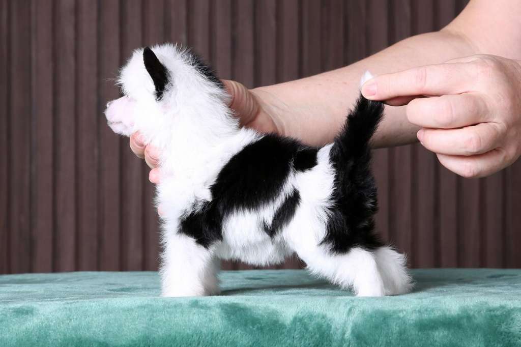 Incanto Del Mondo Ontario