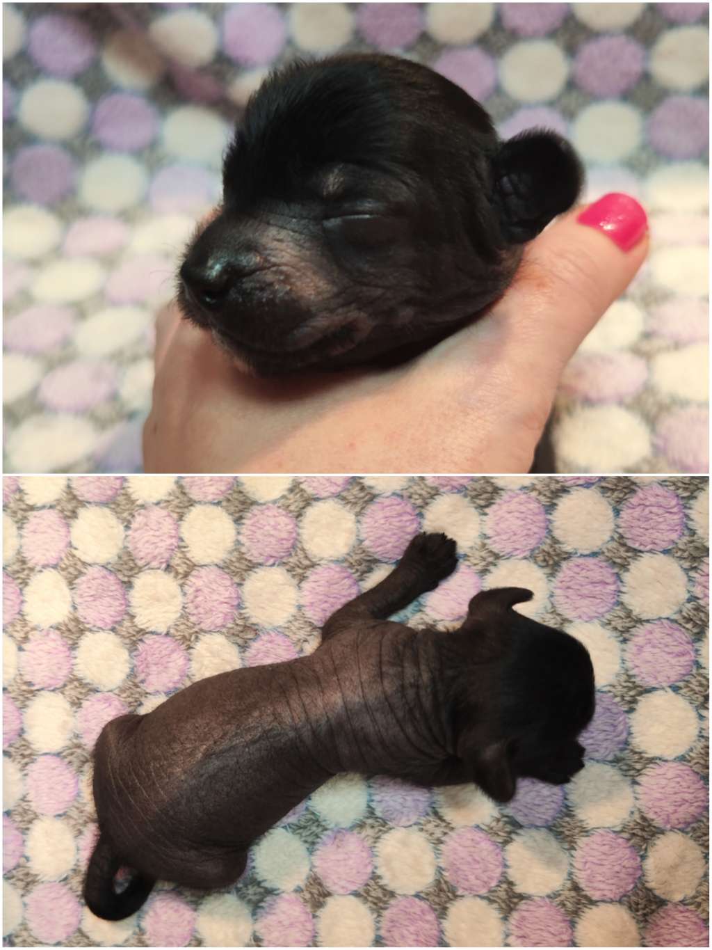 Naked Stars Haute Stuff No Fluff