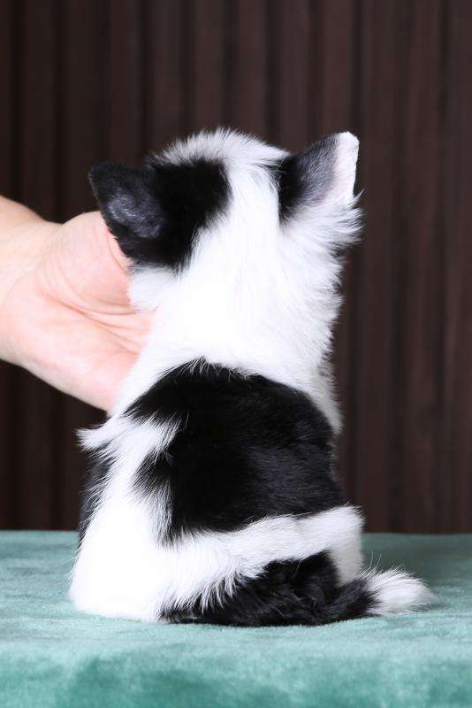 Incanto Del Mondo Oops, I Did It Again