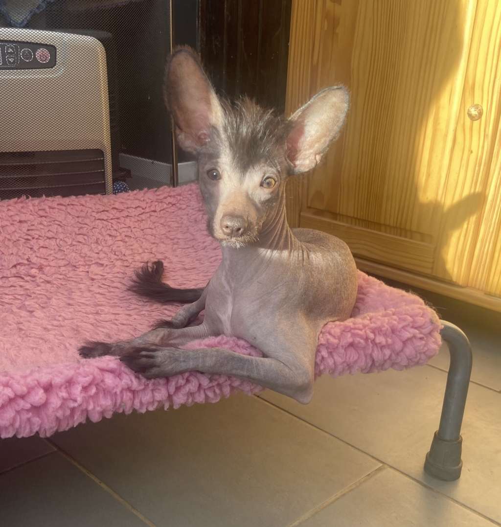 Versace Dylan Of Pastime Paradise