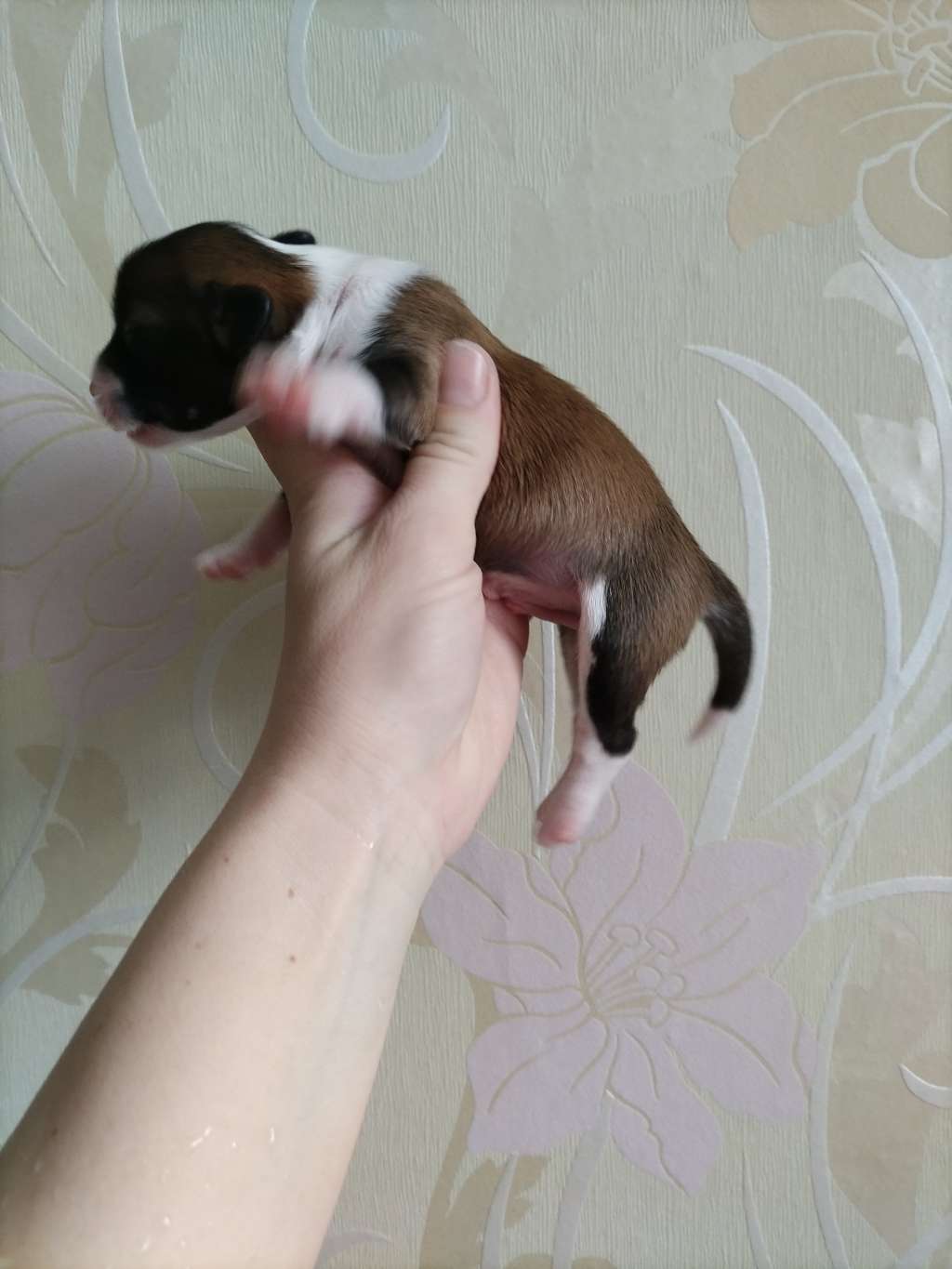 Kovimoti Eiler Leonard Chip