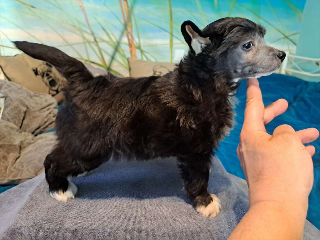 To Jest Magia Sasima