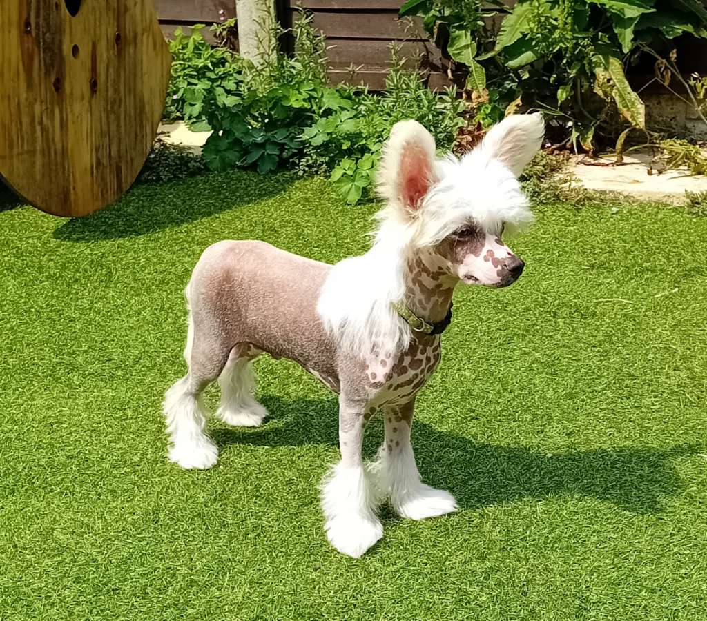 Pufflepaws Somnis de Reis Gemadar