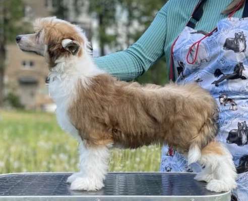 Ilatani Style Harley Davidson