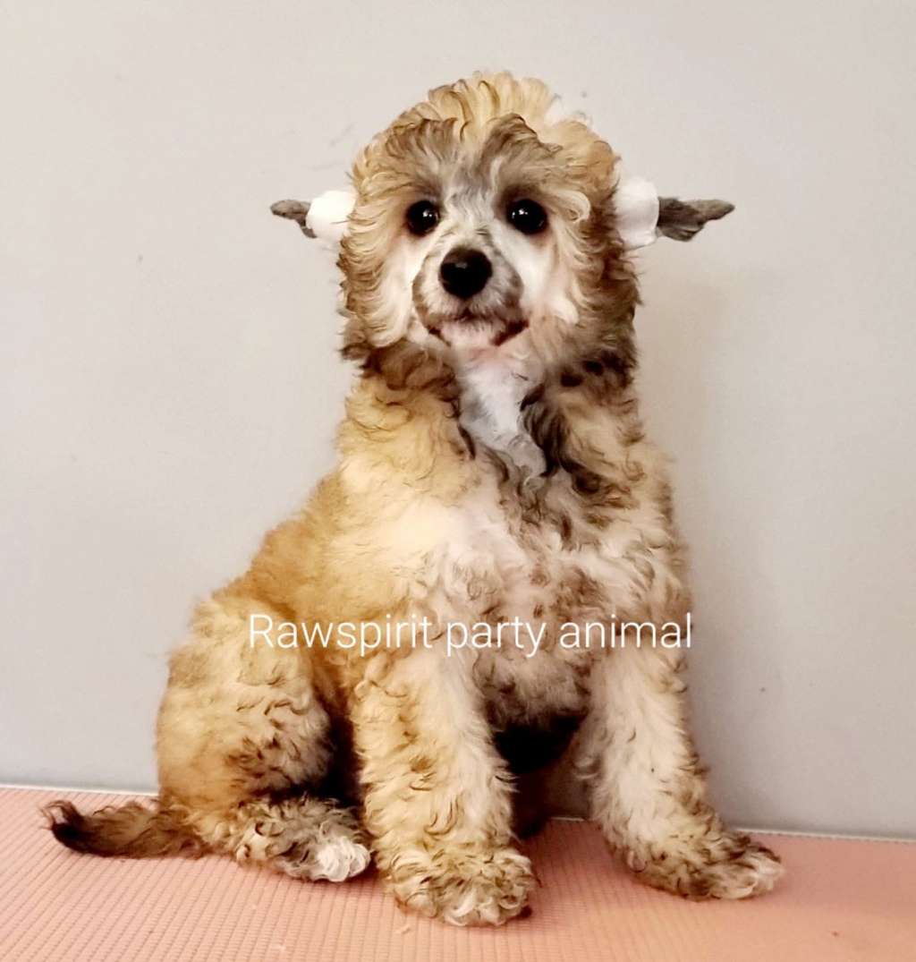 Rawspirit Party Animal