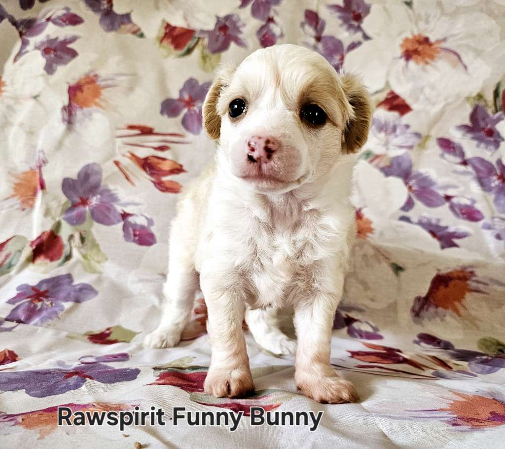 Rawspirit Funny Bunny