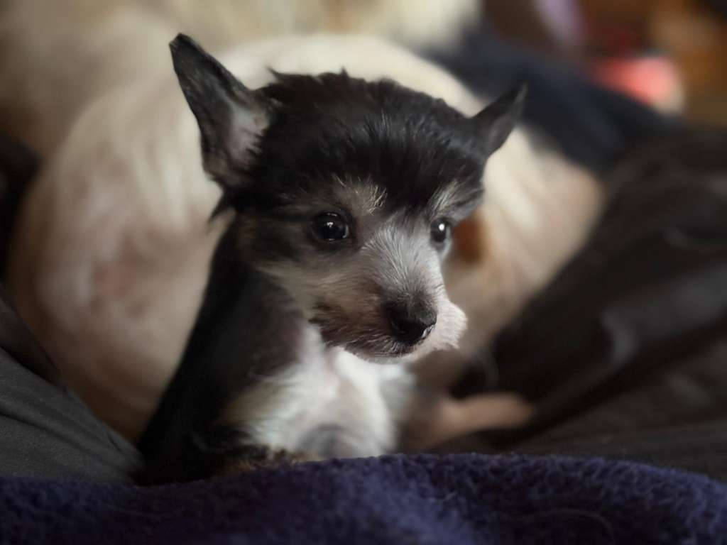 Linus The Bushwalker