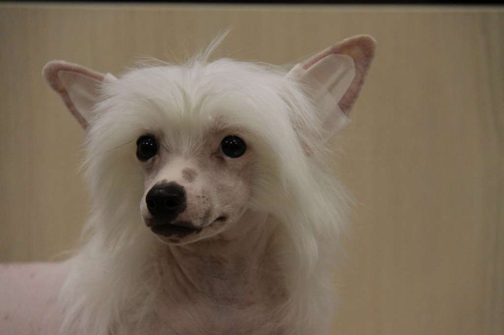 Zheneva-Debjut Charon