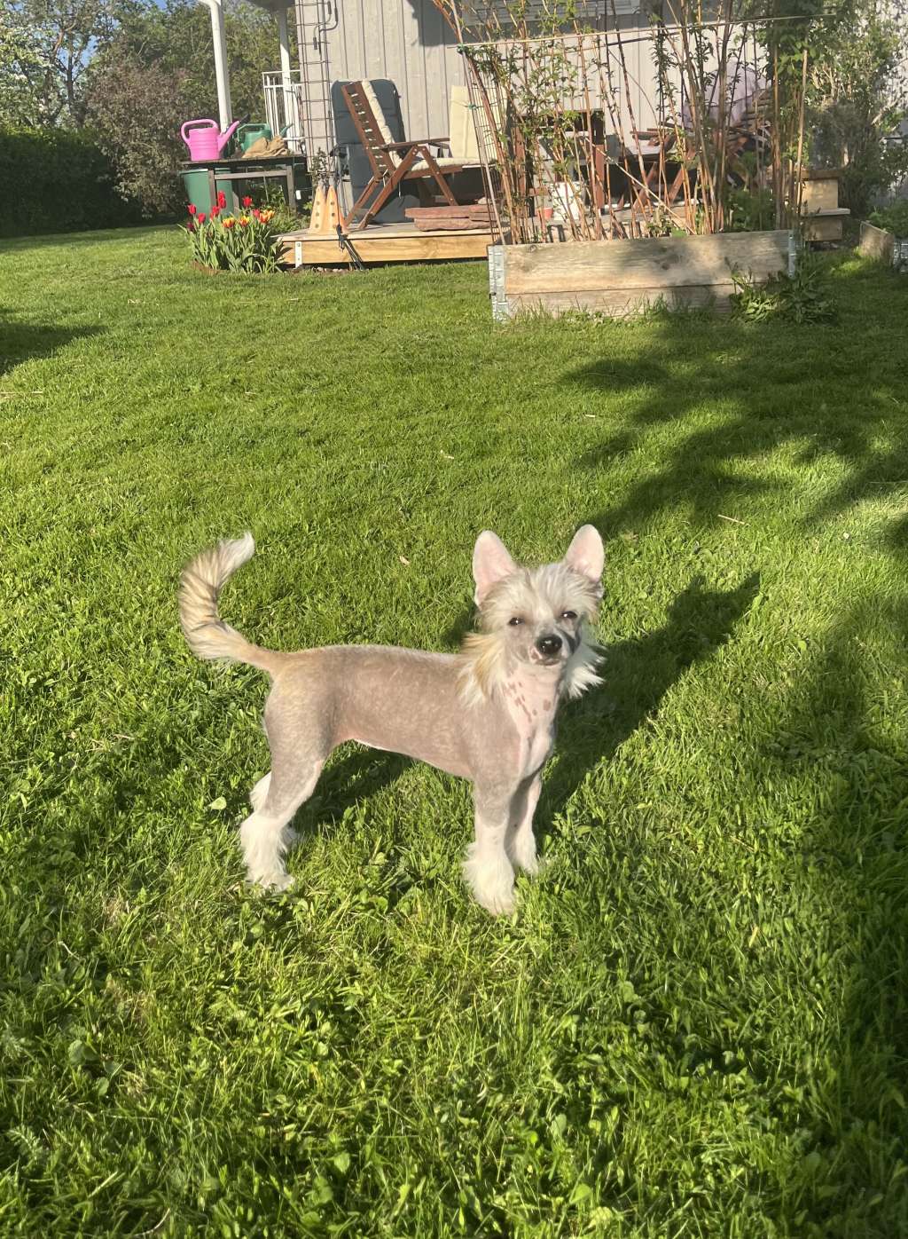 Joffers Calandra Cristata