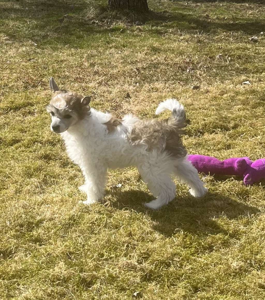 Joffers Coda Cristata