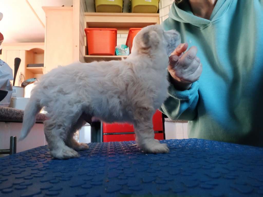 Pufflepaws Dream to Reality