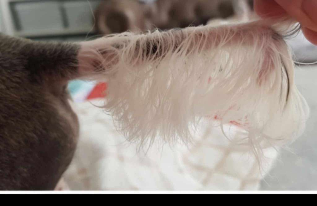 Shumllea Wild Imagination