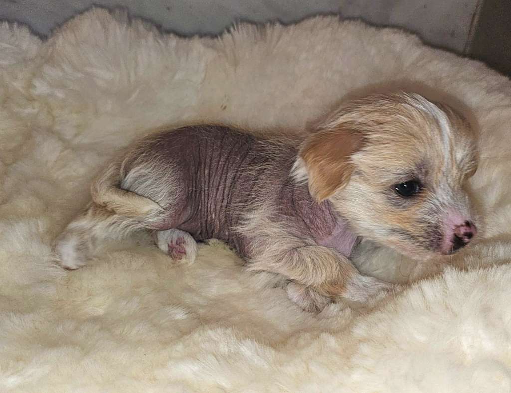 Be My Dog's Northern Dancer