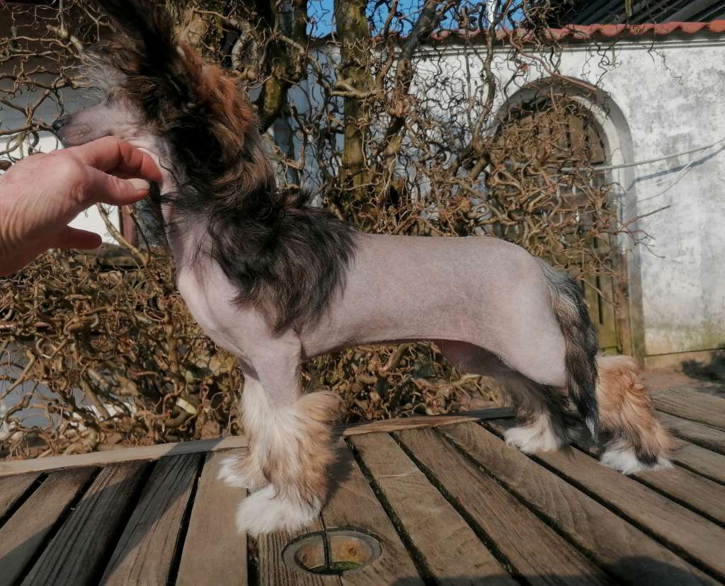 Be My Dog's Nab The Headline