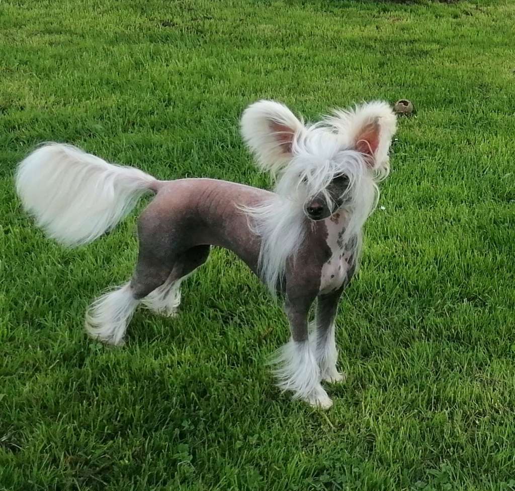 Be My Dog's Lola Bunny