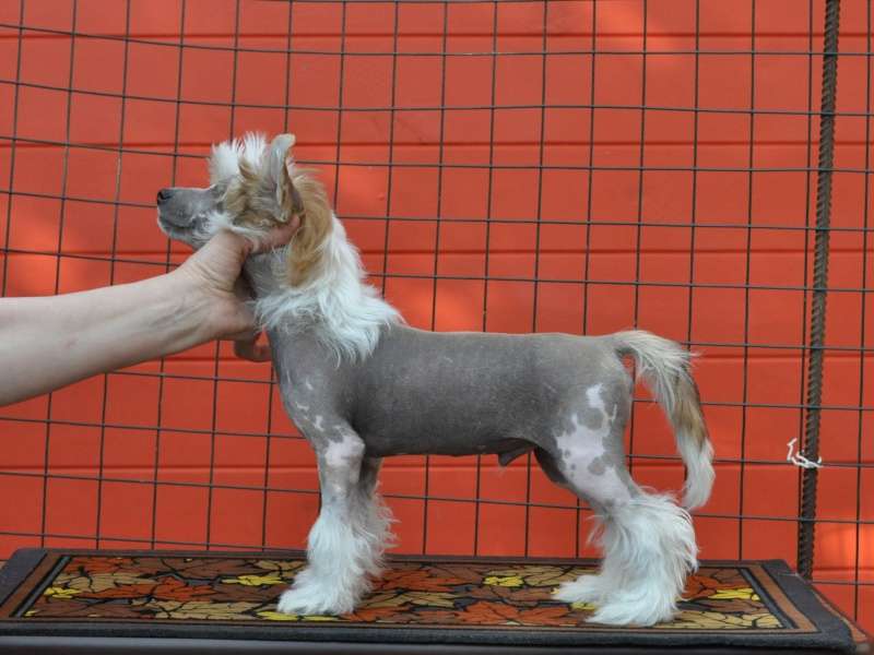 Ilatani Style Anturazh