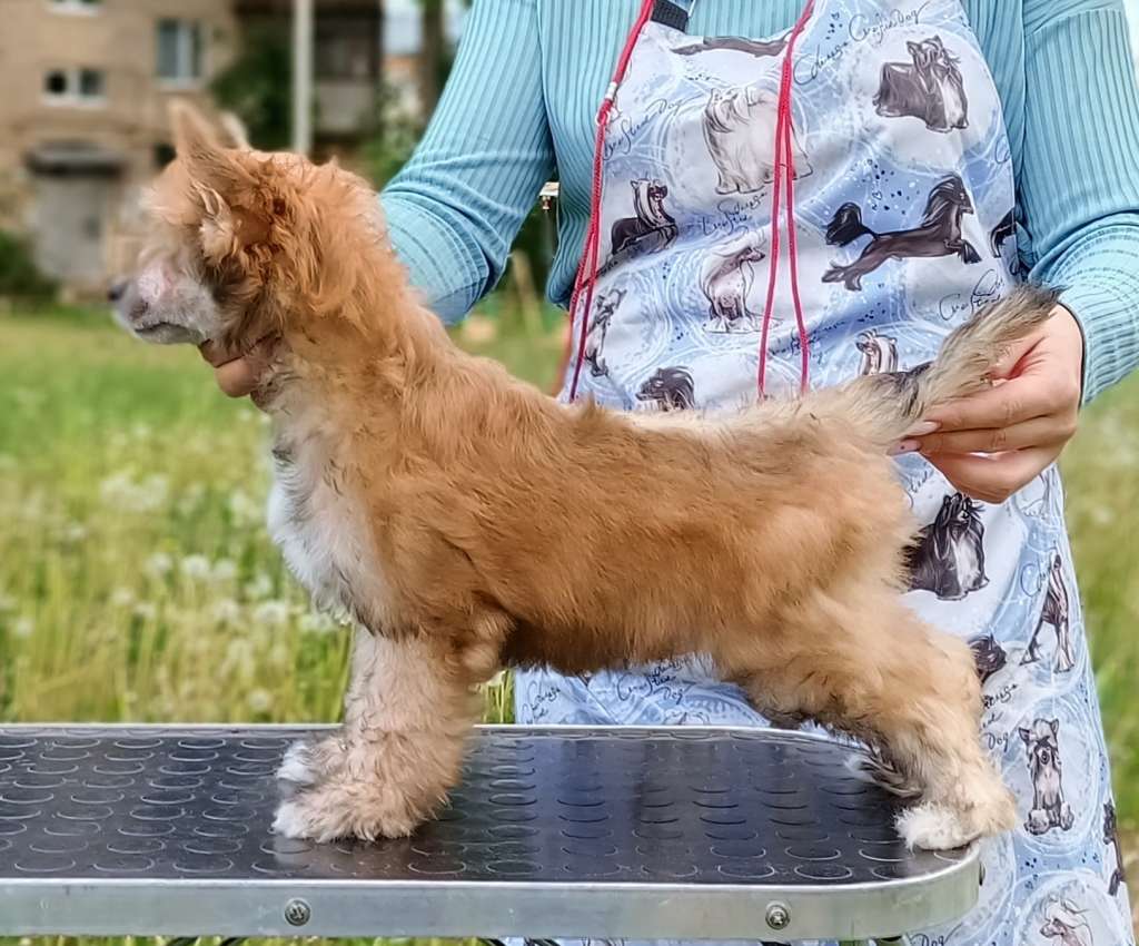 Ilatani Style Absolute