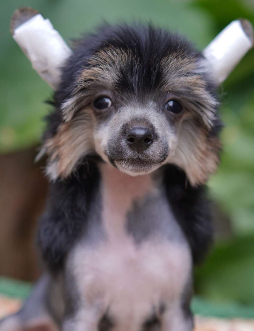 Rosa sinensis of Cheerleader