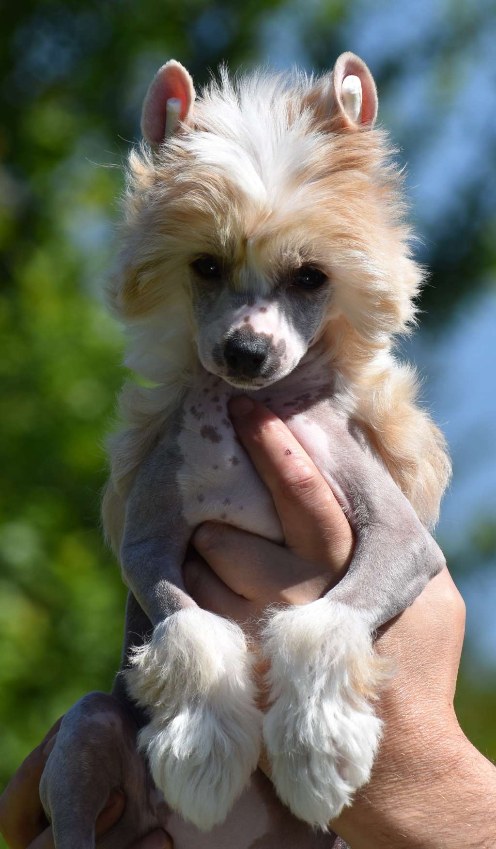 Vivienne Garden Roses