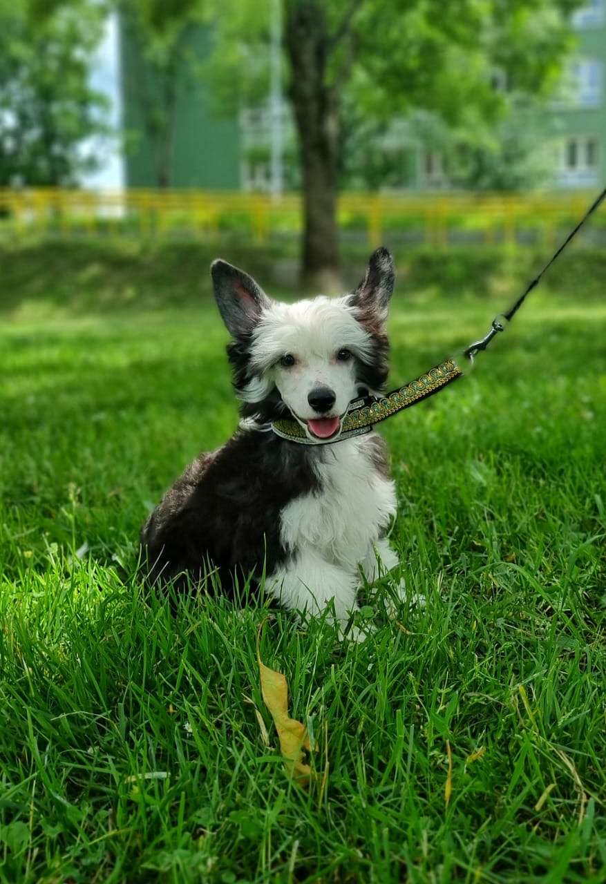 AkDeniz Fokstrot Dancer