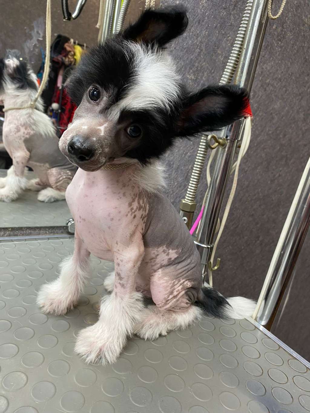 Gallurius  Veles William Boss