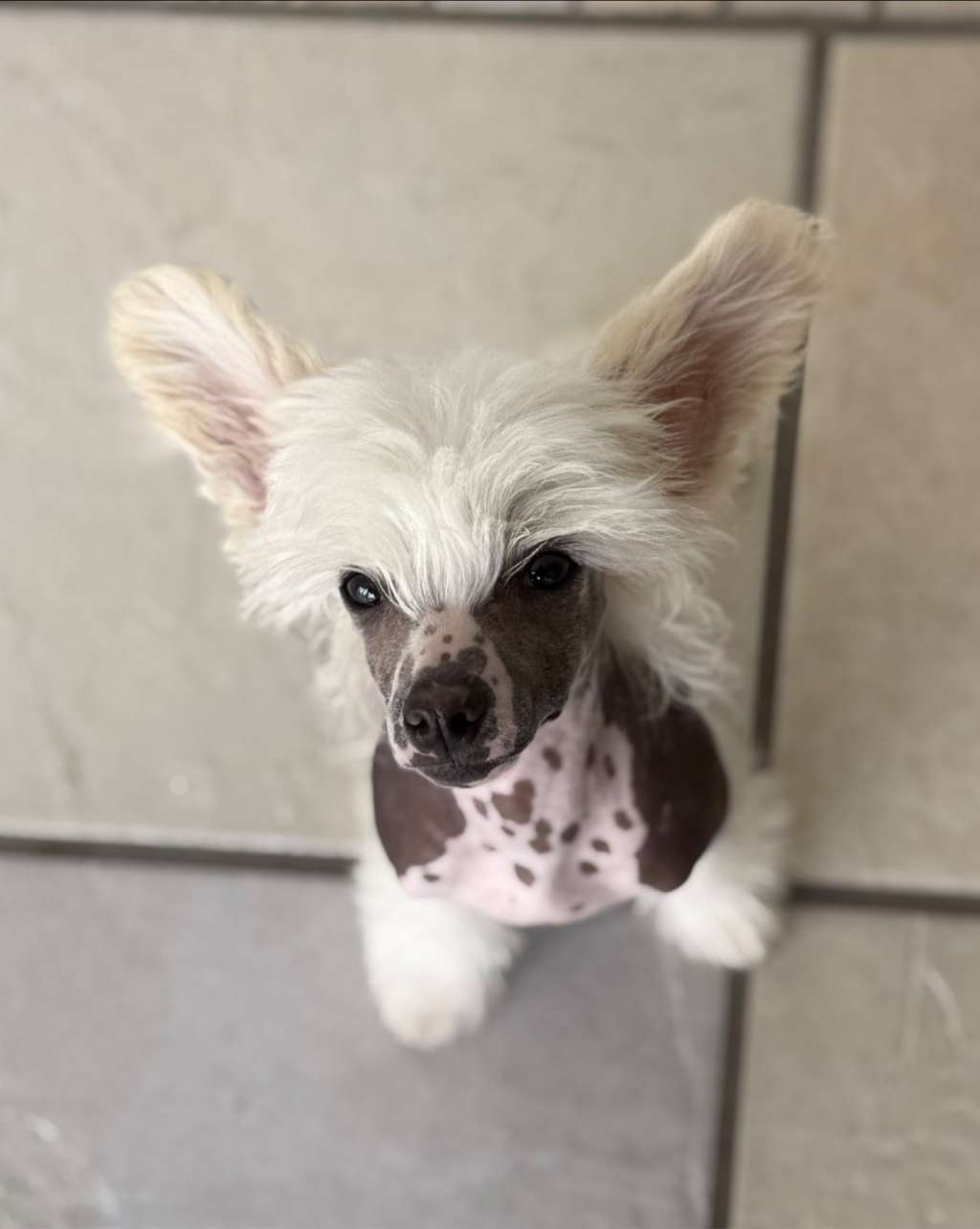 Leed's Infinity Blackrock Chase