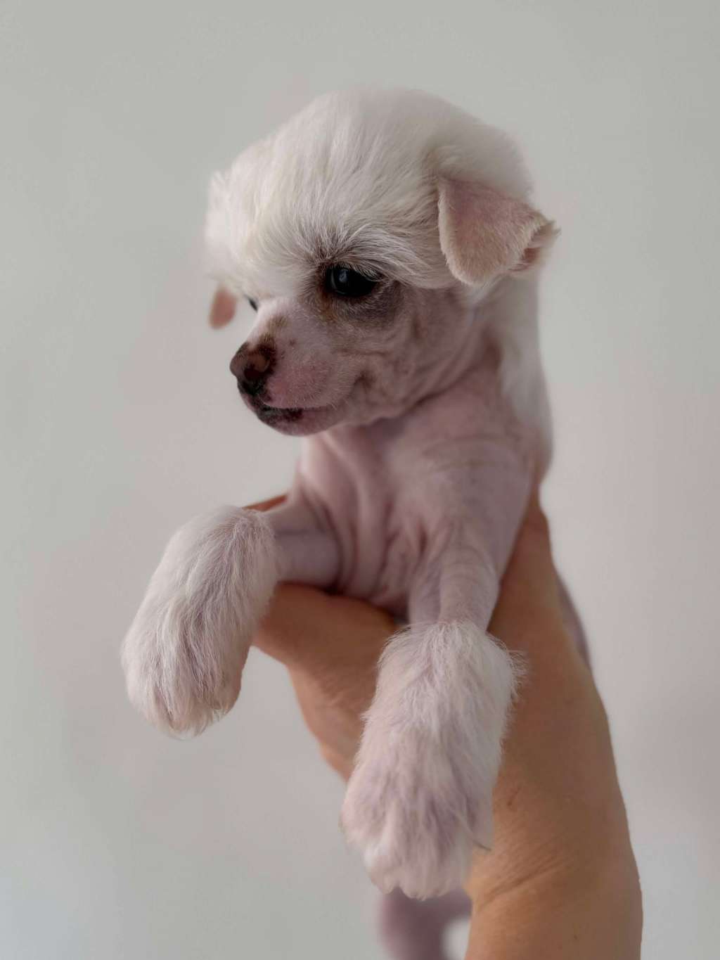 Leed's Infinity Blackstone Ashley