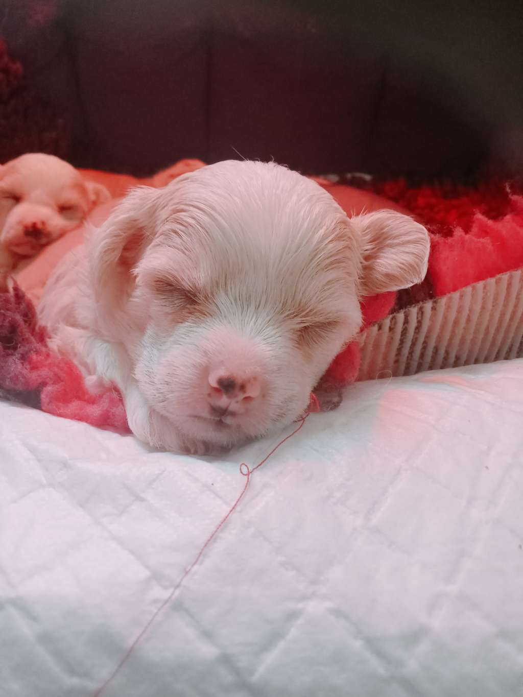 Pufflepaws 's Dream Lover