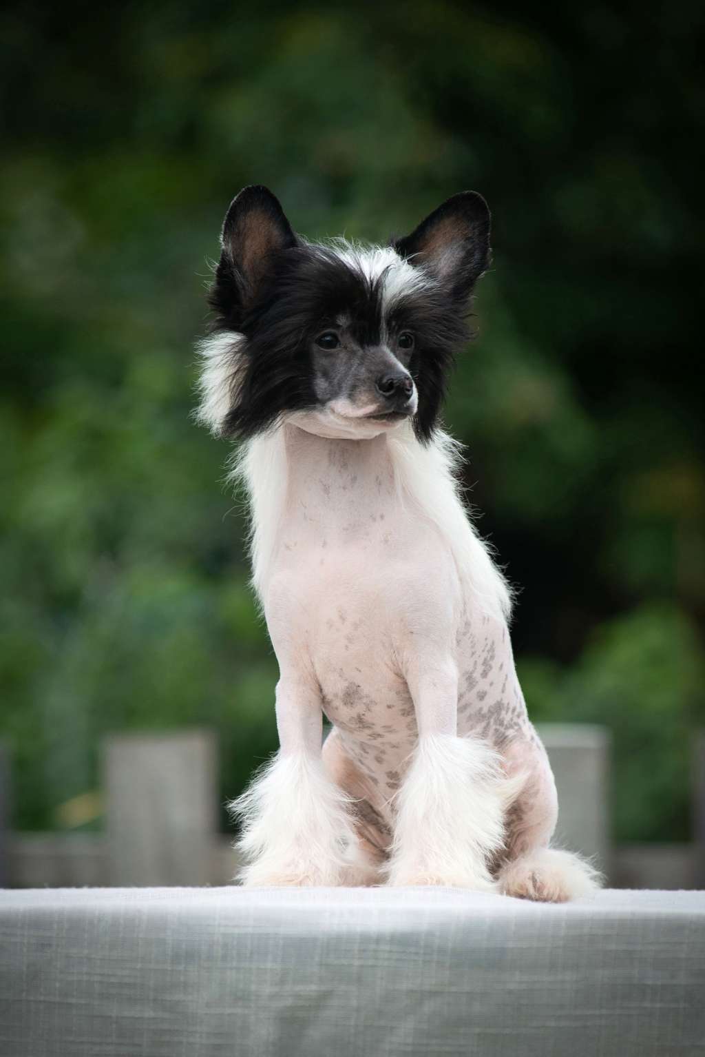 Jazz Lucky Break Cherished Dream