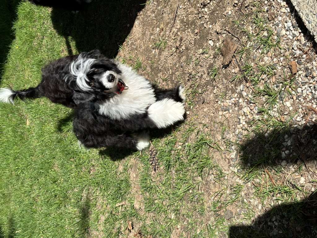 Moonbeam Kiss The Bride Gardine