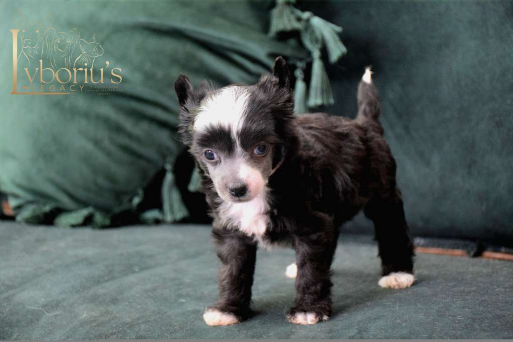 Katherine Johnson de Lybóriu's Legacy