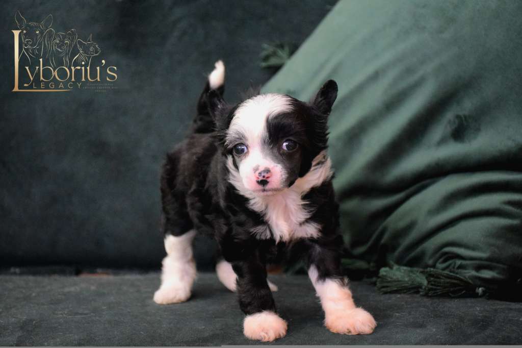 Ada Lovelace Lybóriu's Legacy