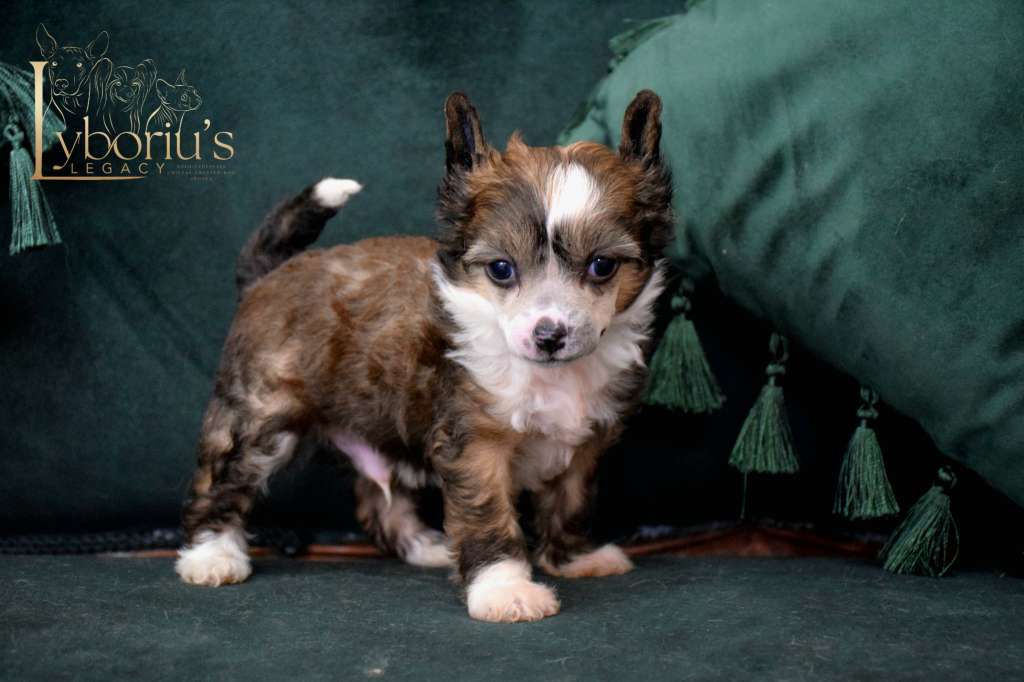 Isaac Newton de Lybóriu's Legacy