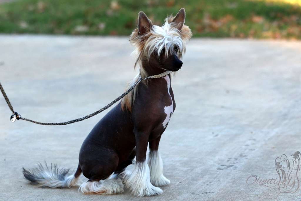 Olyuti's One A Hot Red Guy