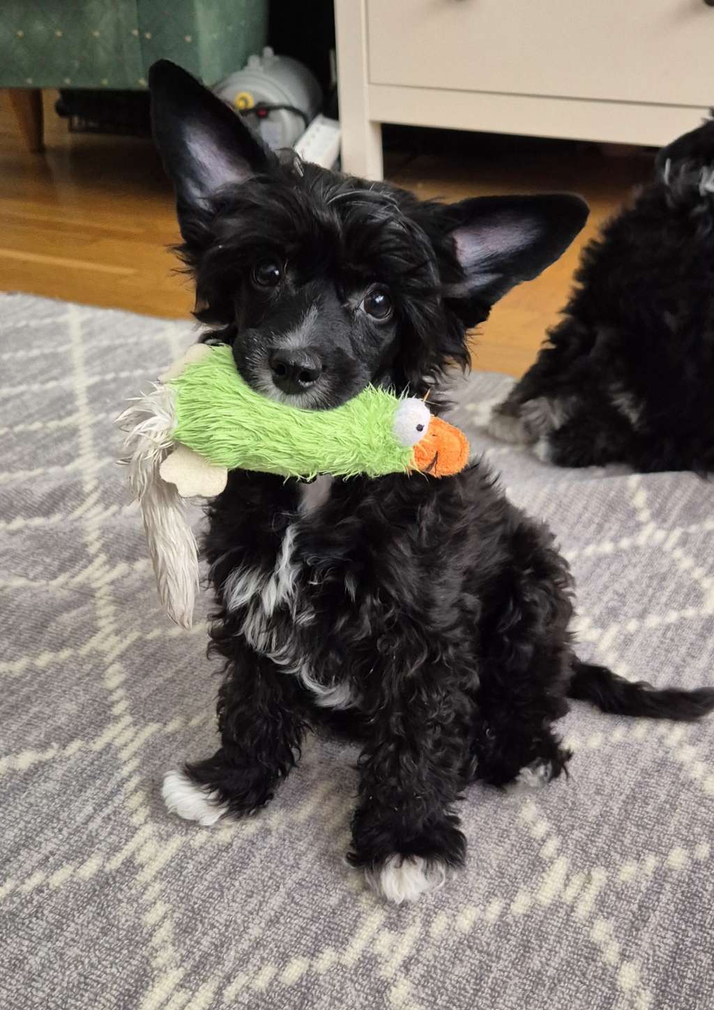 Viuvaun Zorro Is Back In Black