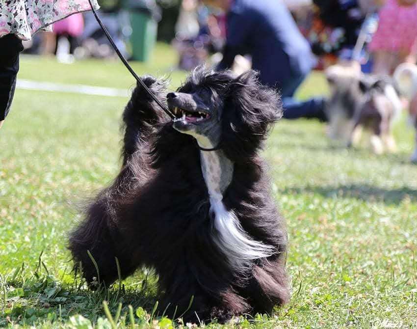 Viuvaun Never Have I Ever