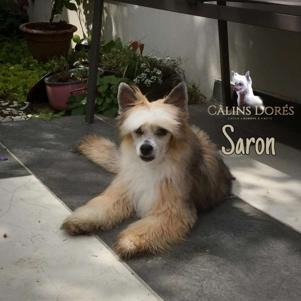 Saron des calins dores