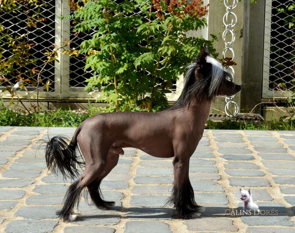 Ubert des calins dores