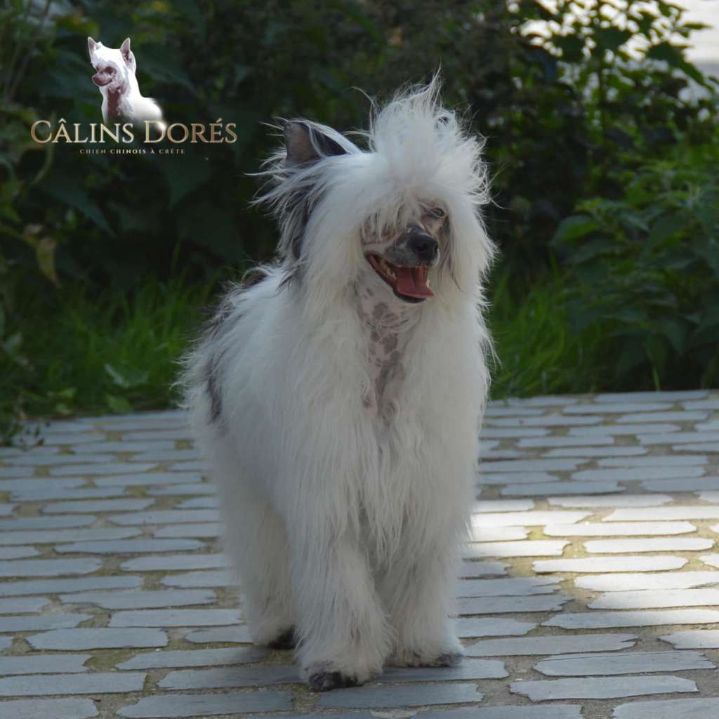 Uma des calins dores