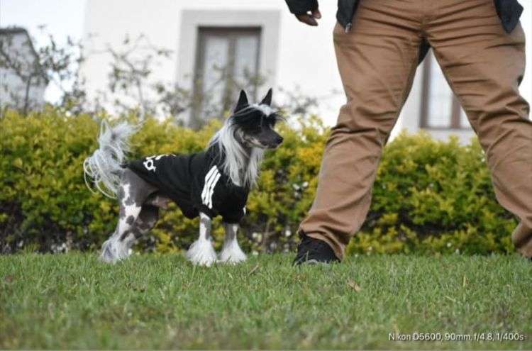 Sonic (Aguilar) Mex FCI