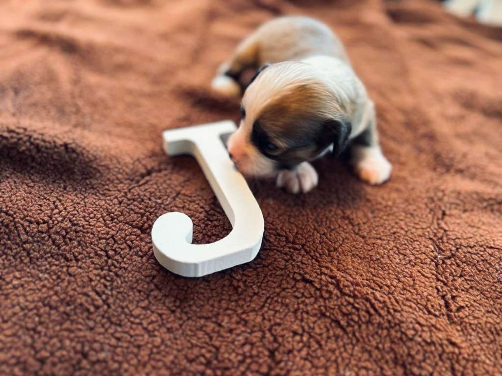 De Cabanelas Justice