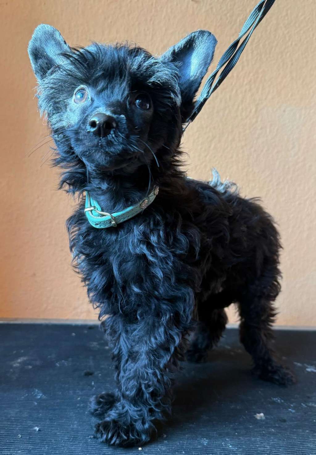 Limbo The Bushwalker