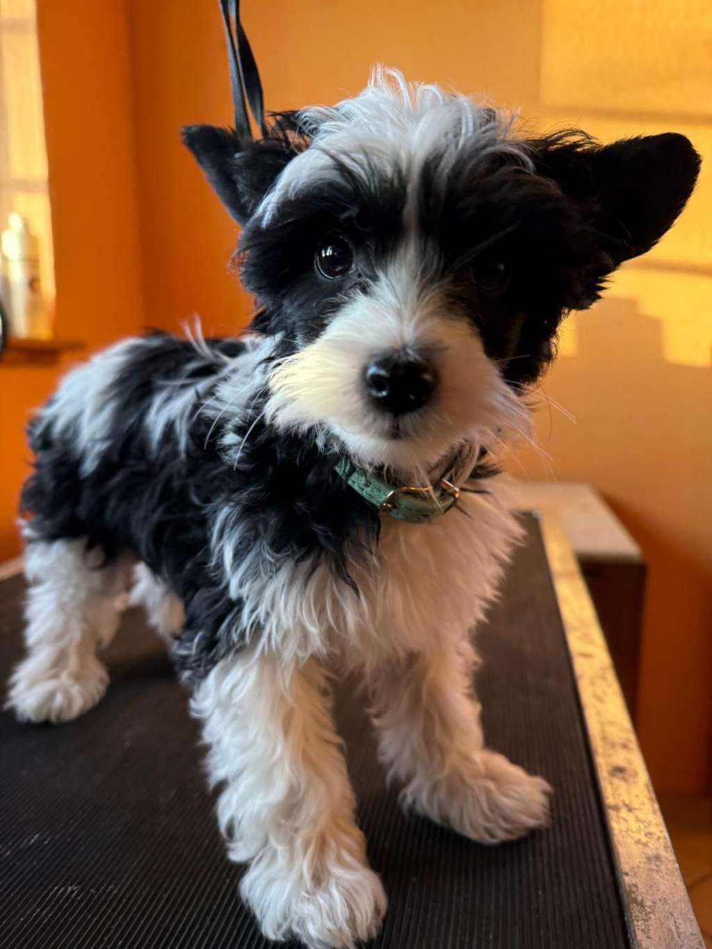 Lalotella The Bushwalker