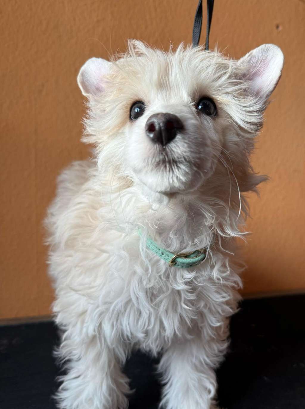 Lalelou The Bushwalker