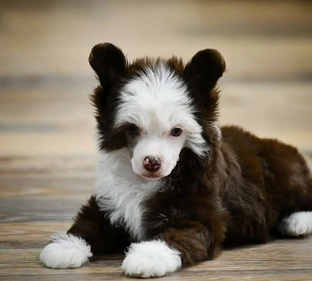 HitLine Ltd Flash Royal