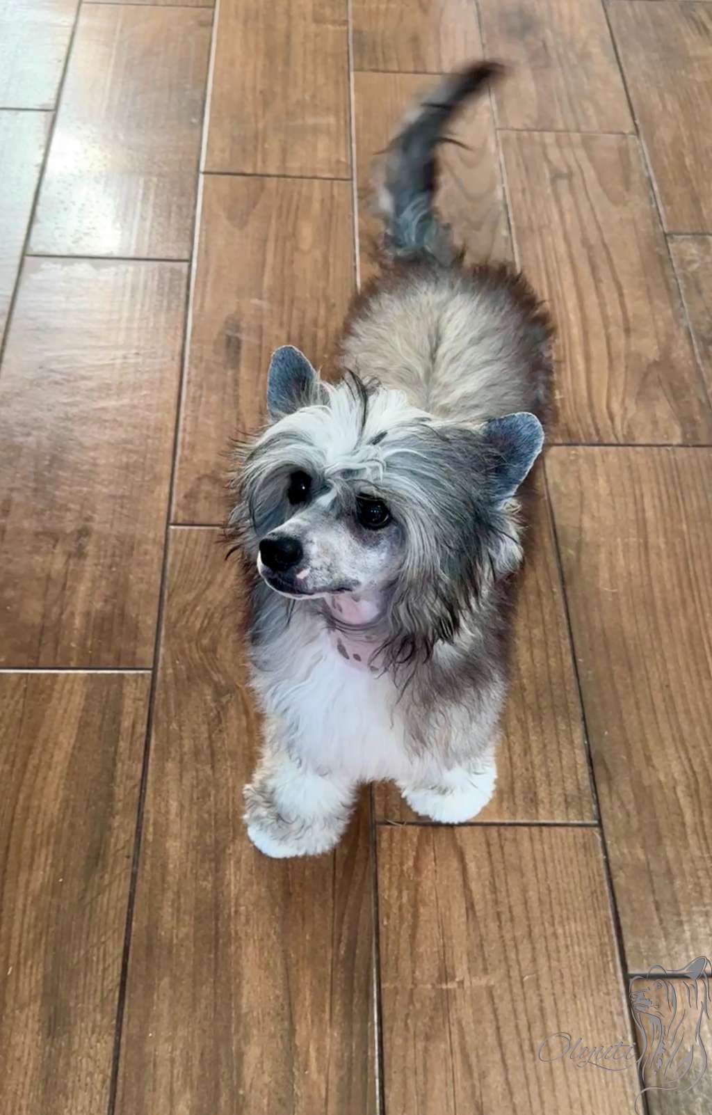 Olyuti's One A Winning  Smile