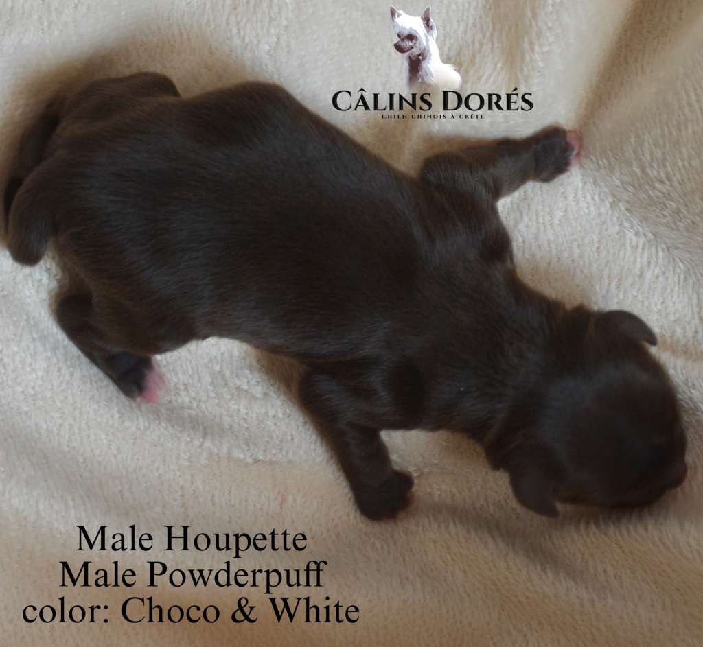 Apollon des Calins Dores