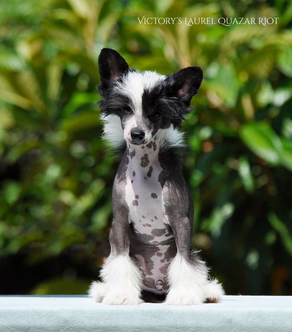 Victory's Laurel Quasar Riot