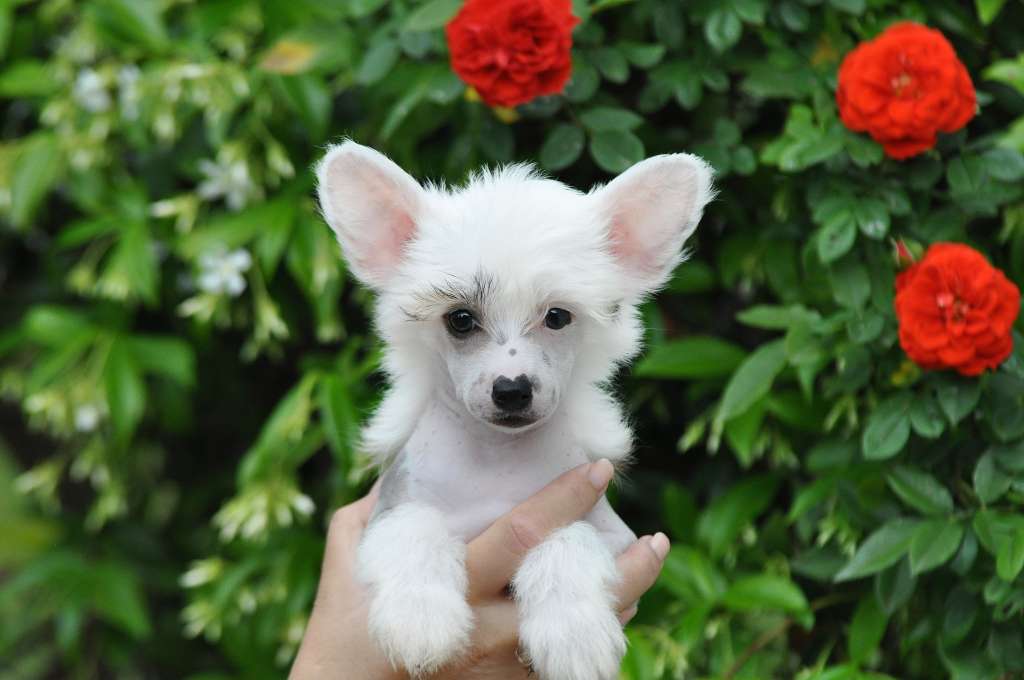 Victory's Laurel Quirky Samba