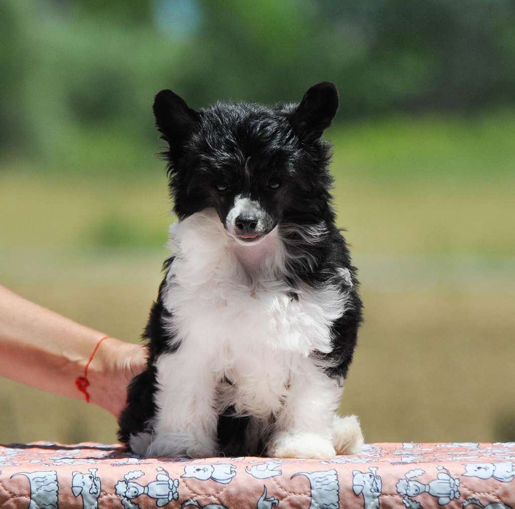 Victory's Laurel Rain Over The Moon